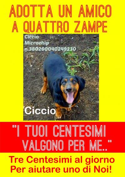 cane ciccio