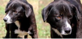 Wisky - 380260044086711