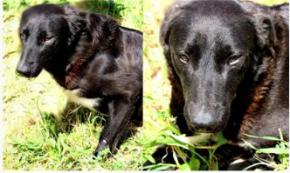 Oliver - 380260043115935