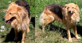 Lessie - 380260042275068