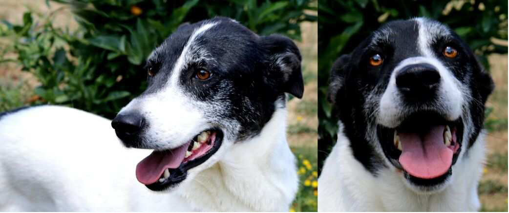 Spotty - 380260042314240