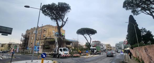 Il taglio dei pini presso la ex casa di Riposo Tosi